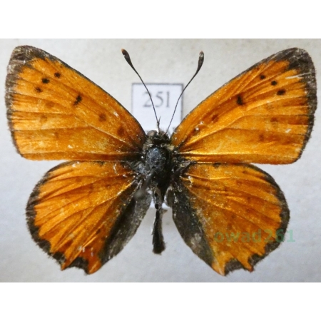 Lycaena ottomana (Lefèbvre, 1830) male Czerwończyk ottomański Bulgaria25l